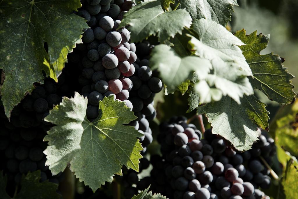 فيلا سيريتو غيديفي Tenuta Di Colle Alberti Agriturismo المظهر الخارجي الصورة