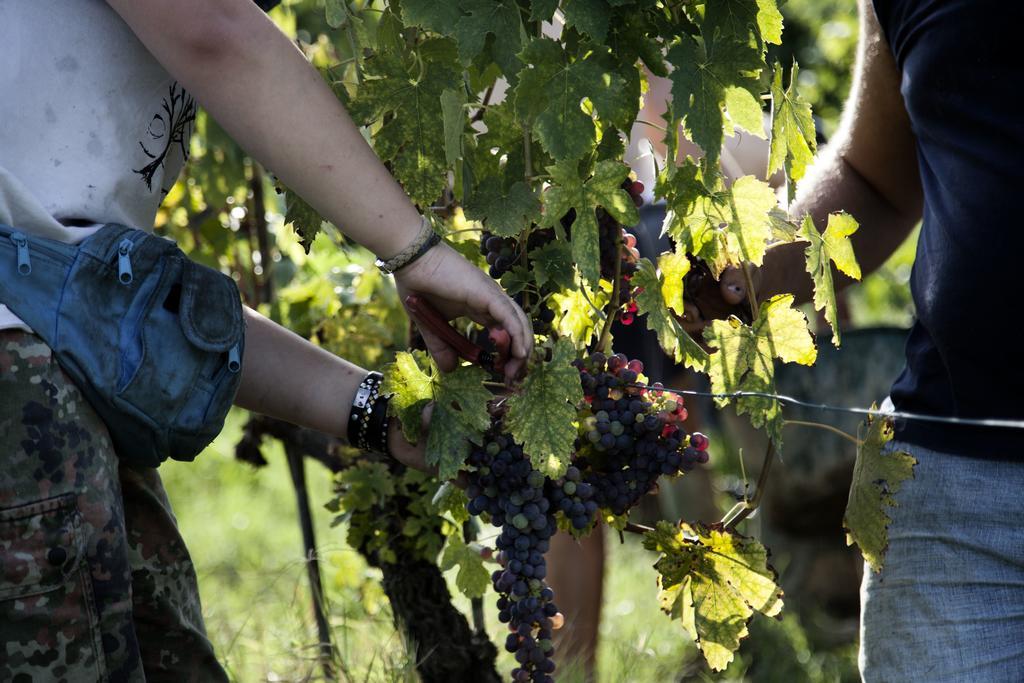 فيلا سيريتو غيديفي Tenuta Di Colle Alberti Agriturismo المظهر الخارجي الصورة