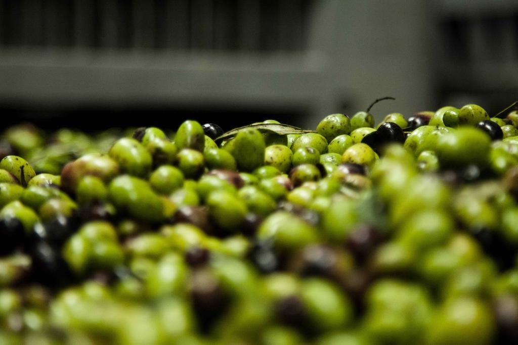 فيلا سيريتو غيديفي Tenuta Di Colle Alberti Agriturismo المظهر الخارجي الصورة